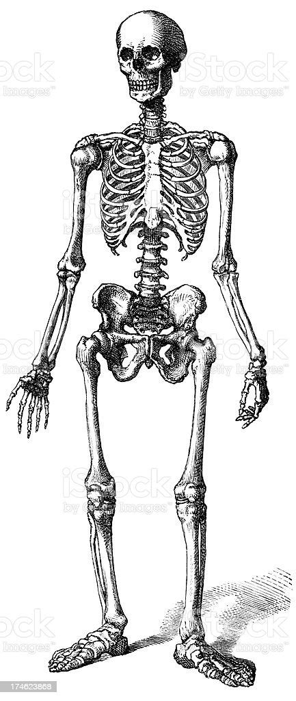 Three Dimensional Sketch Of A Human Skeleton Stock Illustration