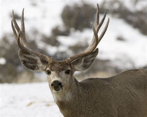 Mule Deer Buck Poached On Malheur National Wildlife Refuge Police