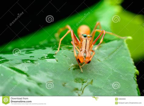 Ant Spider Males Stock Image Image Of Crown Jumping 63856683