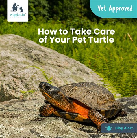 What You Need To Know About Caring For Pet Turtles Celestialpets