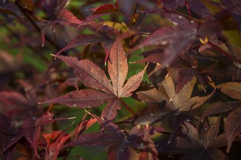Close Up Of Bright Red Japanese Maple Or Acer Palmatum Leaves On The