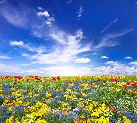 Flowerbed Colorful Flowers Over Blue Sky Stock Photo By ©liligraphie