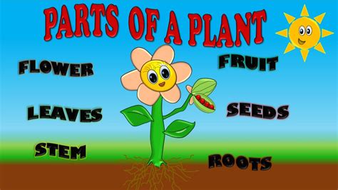 Parts Of A Plant For Kids Partes De Planta En Ingles Para NiÑos Youtube