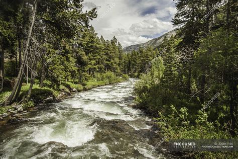 River Flow Through Pine Trees Forests Montana Us — Vegetation Pines