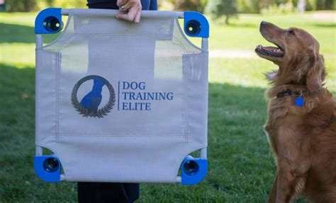 Dog Training Elite Franchise Costs Fees And Earning Stats