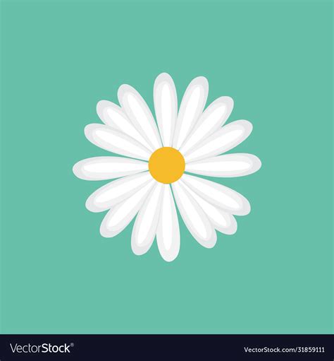 Daisy Chamomile Flower Royalty Free Vector Image