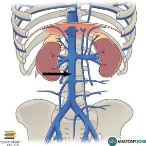 Inferior Vena Cava AnatomyZone