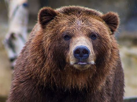 11 Interesting Facts About Brown Bears Cool Kid Facts