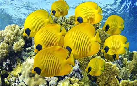 Butterfly fish: Characteristics, types, habitat and more....
