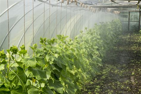 Greenhouse Watering Also Known As Greenhouse Misting Pioneer Thinking