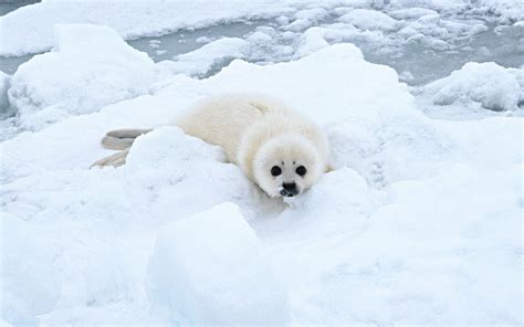 Cub Of Seal