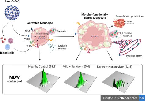 The Key Roles And Functions Of Monocytesmacrophages And Mdw Index In