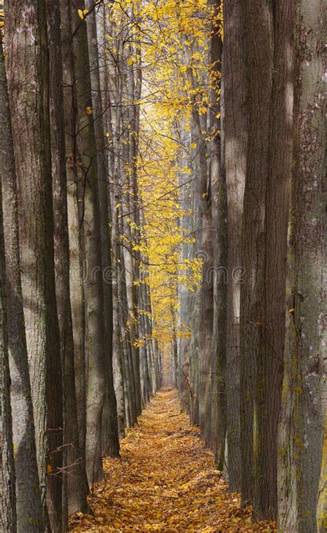 Autumn Alley Strewned Yellow Leaves Stock Photos Free And Royalty Free