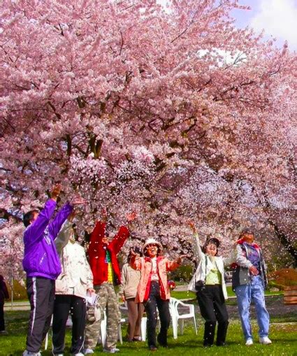 The Ultimate Guide To The Annual Vancouver Cherry Blossom Festival