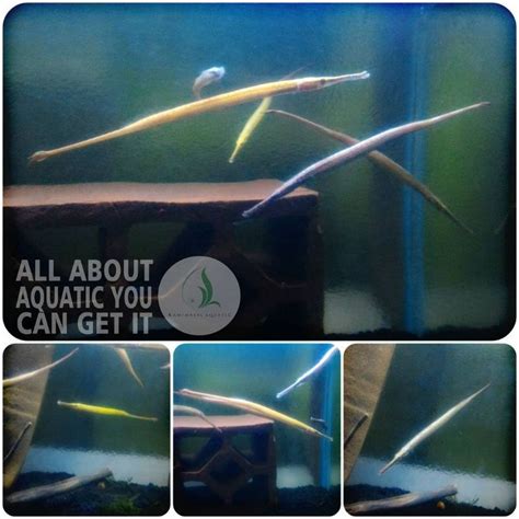 Jual Ikan Pipefish Untuk Aquarium Dan Aquascape Shopee Indonesia