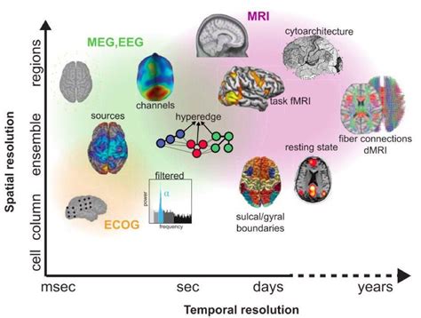 Visualization Of Cognitive Neuroscience Methods On A Spatial Resolution