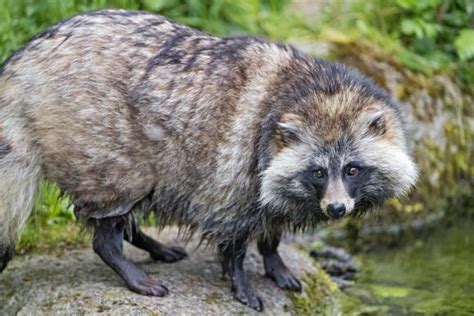 Raccoon Dogs And Their Extraordinary Presence