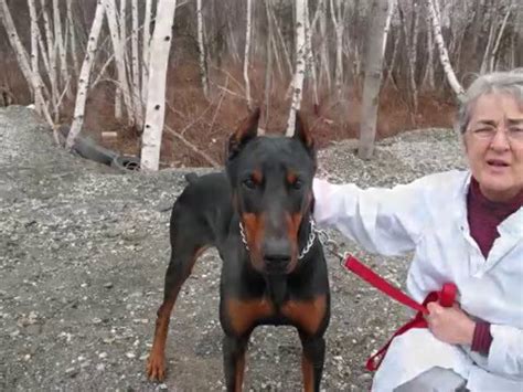Vidéos Dobermann, chiens de race Dobermann en vidéo - Wamiz Il fait ainsi découvrir bob dylan au public français en reprenant ses titres.