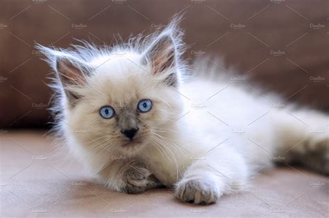 White Balinese Kitten Animal Stock Photos ~ Creative Market