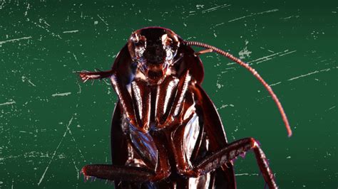 8 Spooky Facts About The Scariest Pests Environet Pest Control