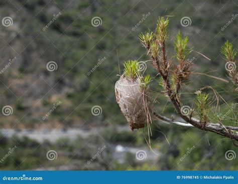 Pine Tree Infected With Bagworm Caterpillar Cocoon Stock Image Image Of Plant Horizontal