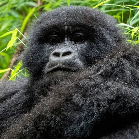 4 Day Gorilla Trekking In Bwindi Impenetrable Forest National Park