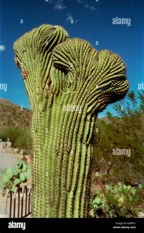 Saguaro Cactus Tucson Arizona 1996 Usa Stock Photo Alamy