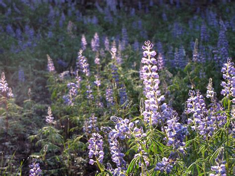 Free Images Meadow Flower Herb Botany Flora Wildflower Lupin