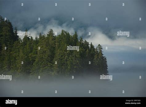 Trees Peeking Out Through Thick Fog In Misty Fjords National Monument