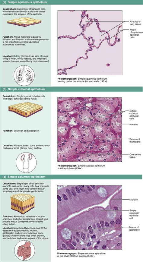 Epithelial Tissues Simple Anatomy And Physiology