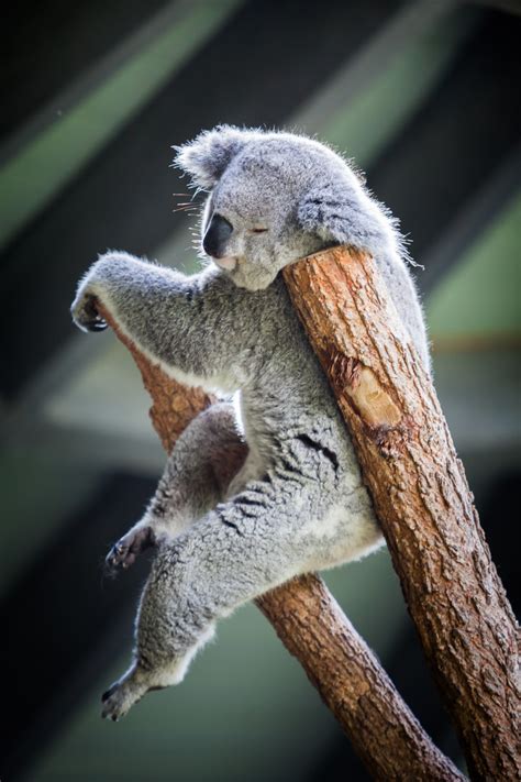 Vvaste Via 500px Koala Pose By Dr Nasseem Mother Natures Animals