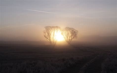 Sunrise Morning Fog Trees Dawn Wallpaper Nature And Landscape