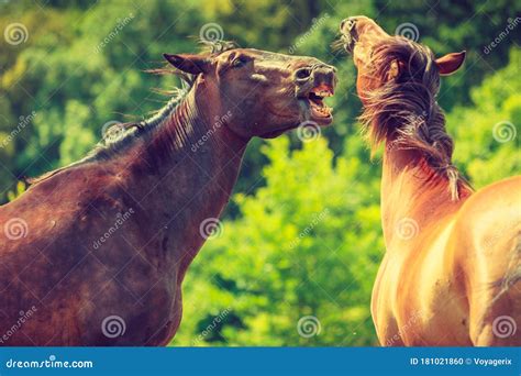 Two Brown Wild Horses On Meadow Field Stock Photo Image Of Animals