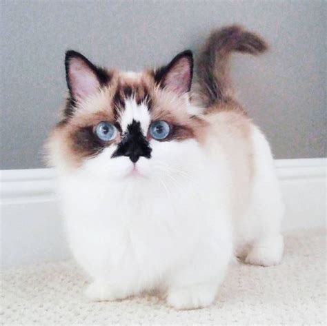 Albert The Munchkin Cat Might Be The Cutest Kitty Ever Gallery