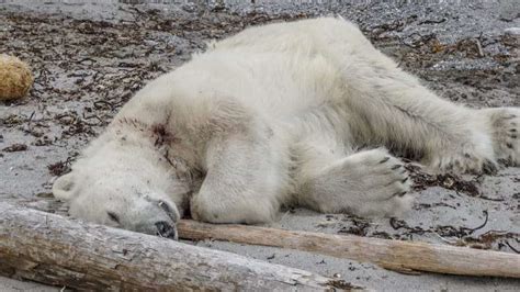 Arctic Wild Polar Bear Shot Dead For Tourism By Armed Guards