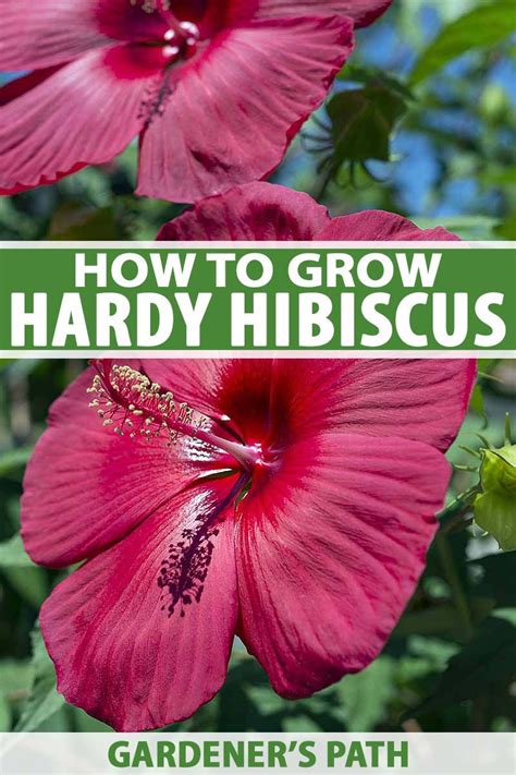 How To Grow Hardy Hibiscus Gardeners Path Hardy Hibiscus Growing