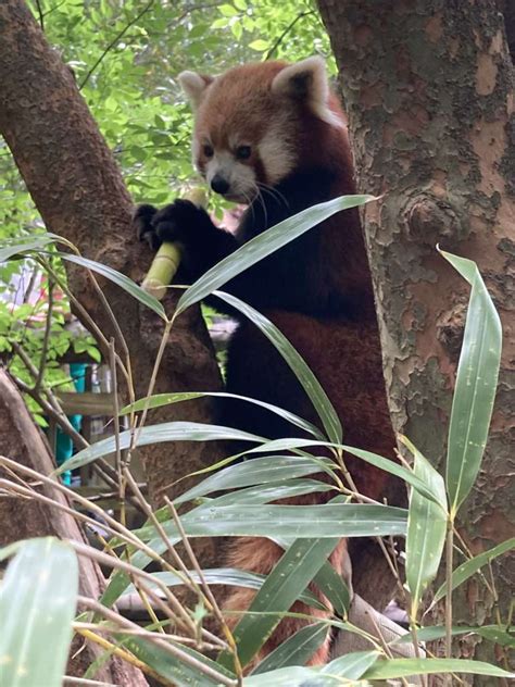 Panda Updates Friday May 27 Zoo Atlanta