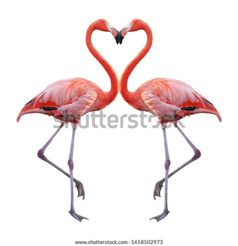White Pink Flamingo Curled Heart Shaped Stock Photo 1658502973