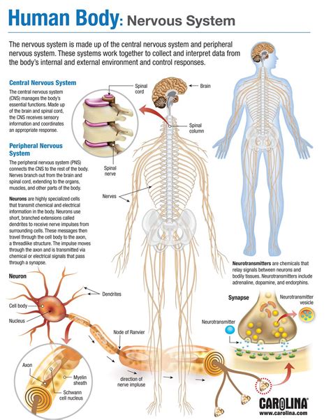 Human Body Nervous System Carolina Biological Supply
