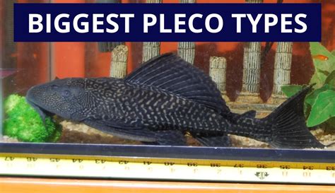 The 7 Biggest Giant Pleco Species You Didnt Know About Keeping Catfish