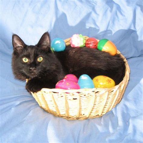 Happy Easter Cat Bing Easter Cats Easter Pets Kitten Pictures