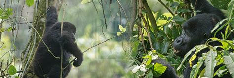 3 Days Gorilla Trekking Safari To Bwindi Impenetrable National Park