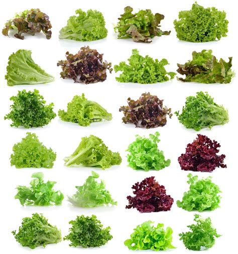 The edges of the leaves are dark. Leaf Lettuce Types » A Wealth Of Tasty Choices