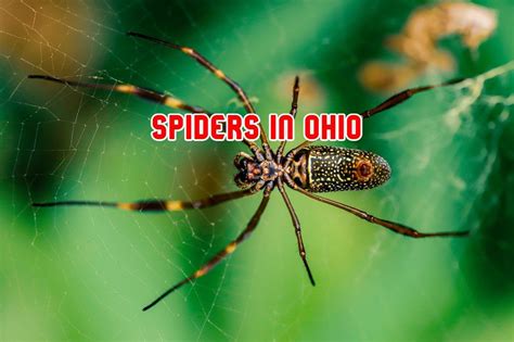 42 Common Spiders In Ohio Pictures And Identification
