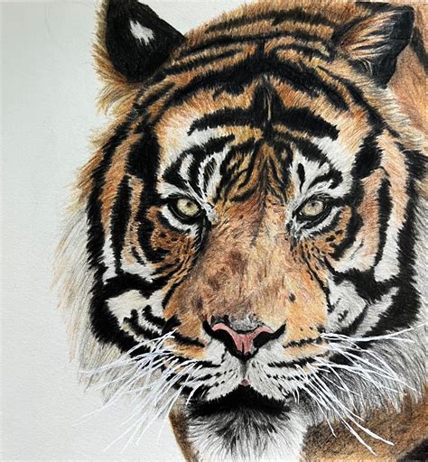 How To Draw A Tiger Realistic Tiger Drawing Timelapse Speed Drawing
