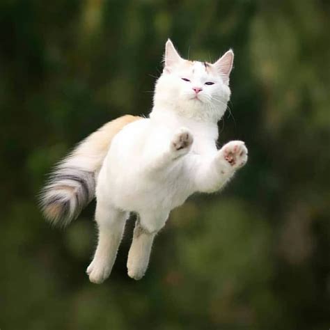 Flying Superhero Cat Caught On Camera Cute Animals Jumping Cat Cute