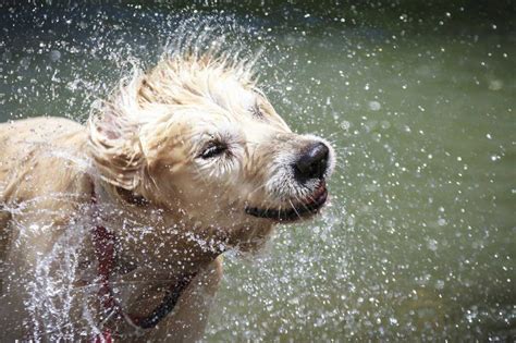 Why Do Wet Dogs Smell Pet Like That Blog