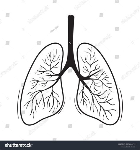 Sketch Illustration Lungs Hand Drawn Vector Stock Vector Royalty Free