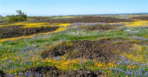 The Wildflower Bloom Has Exploded In Orovilles North Table Mountain