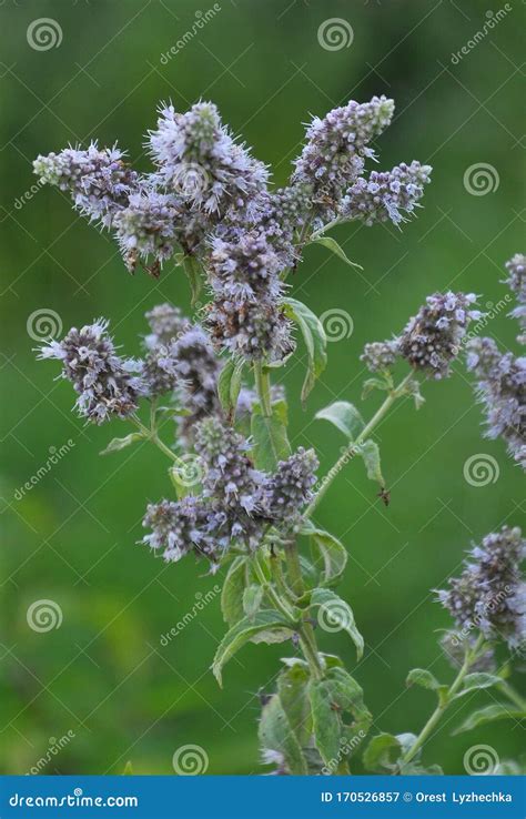 Mint Long Leaved Mentha Lonolia Grows In Nature Royalty Free Stock